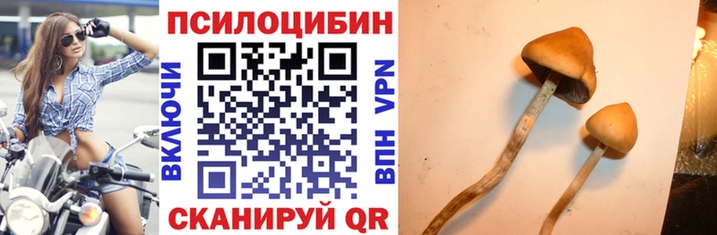 Псилоцибиновые грибы Cubensis  Ардатов 